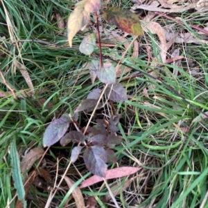 Prunus cerasifera at Mount Majura - 11 Apr 2024 05:27 PM