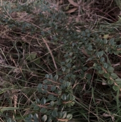 Cotoneaster horizontalis (Prostrate Cotoneaster) at Mount Majura - 11 Apr 2024 by waltraud