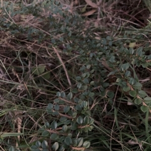 Cotoneaster horizontalis at Mount Majura - 11 Apr 2024