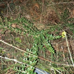 Cotoneaster horizontalis at Mount Majura - 11 Apr 2024