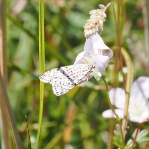 Utetheisa pulchelloides at Namadgi National Park - 9 Mar 2024 12:35 PM