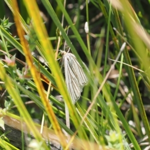 Amelora oritropha at Namadgi National Park - 9 Mar 2024