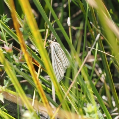 Amelora oritropha (Alpine Striped Cape-moth (Ennominae)) at Namadgi National Park - 9 Mar 2024 by RAllen