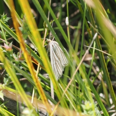 Amelora oritropha (Alpine Striped Cape-moth) at Tharwa, ACT - 9 Mar 2024 by RAllen