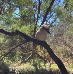 Dacelo novaeguineae (Laughing Kookaburra) at Mount Majura - 10 Apr 2024 by waltraud