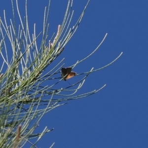 Acrodipsas aurata at Red Hill Nature Reserve - 10 Mar 2024