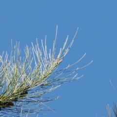 Acrodipsas aurata at Red Hill Nature Reserve - suppressed