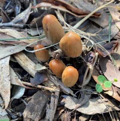 Coprinellus etc. (An Inkcap) at Mount Majura - 10 Apr 2024 by waltraud