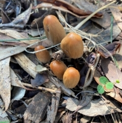 Coprinellus etc. (An Inkcap) at Hackett, ACT - 10 Apr 2024 by waltraud