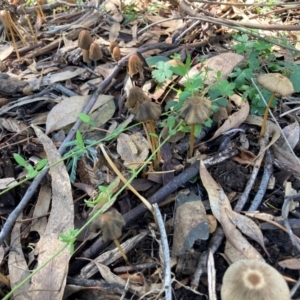 Coprinellus etc. at Mount Majura - 10 Apr 2024 11:56 AM