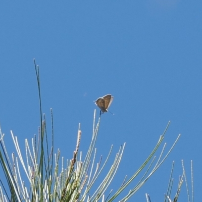 Theclinesthes miskini (Wattle Blue) at Red Hill Nature Reserve - 10 Mar 2024 by RAllen