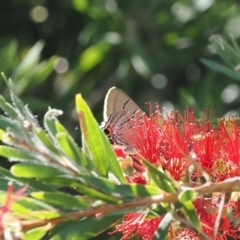 Jalmenus ictinus (Stencilled Hairstreak) at Red Hill, ACT - 10 Mar 2024 by RAllen