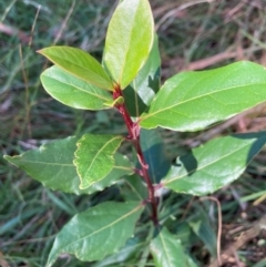 Photinia robusta (Red Leaf Photinia) at Hackett, ACT - 10 Apr 2024 by waltraud