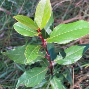 Photinia robusta at Mount Majura - 10 Apr 2024 12:11 PM