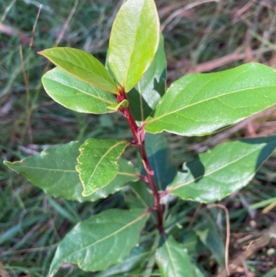 Photinia robusta (Red Leaf Photinia) at Hackett, ACT - 10 Apr 2024 by waltraud