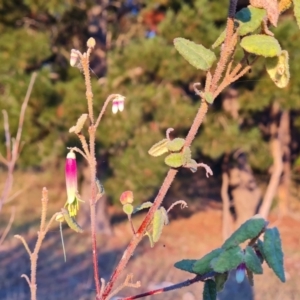 Correa reflexa var. reflexa at Isaacs, ACT - 12 Apr 2024 05:27 PM