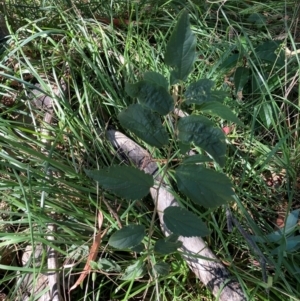 Celtis australis at Mount Majura - 10 Apr 2024