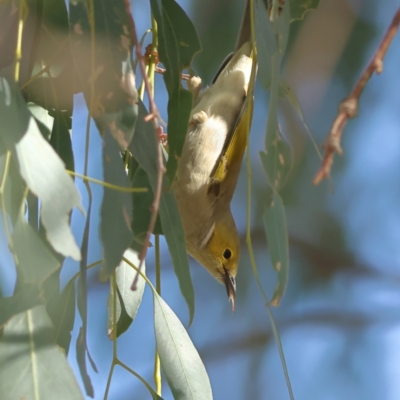 Ptilotula penicillata (White-plumed Honeyeater) at Winton North, VIC - 10 Apr 2024 by MichaelWenke