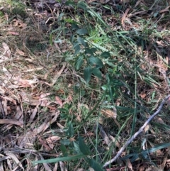 Celtis australis (Nettle Tree) at Mount Majura - 10 Apr 2024 by waltraud