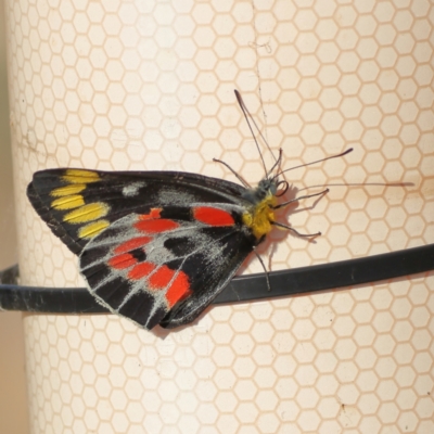 Delias harpalyce (Imperial Jezebel) at Winton North, VIC - 10 Apr 2024 by Trevor