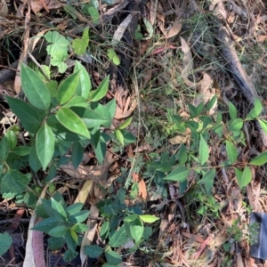 Ligustrum lucidum at Mount Majura - 10 Apr 2024 12:14 PM