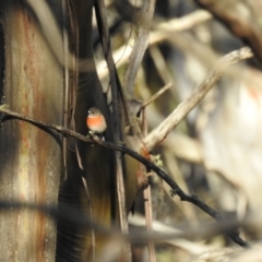 Petroica boodang (Scarlet Robin) at Tinderry, NSW - 10 Apr 2024 by danswell