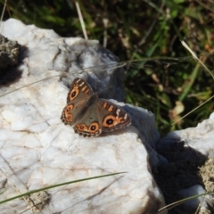 Junonia villida (Meadow Argus) at Mt Holland - 11 Apr 2024 by danswell