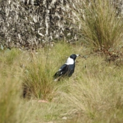 Gymnorhina tibicen (Australian Magpie) at Tinderry, NSW - 11 Apr 2024 by danswell