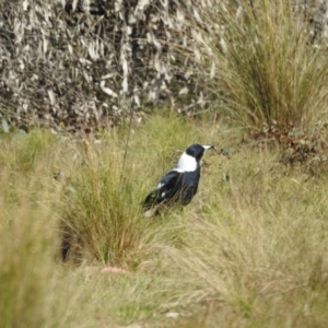 Gymnorhina tibicen at Mt Holland - 11 Apr 2024