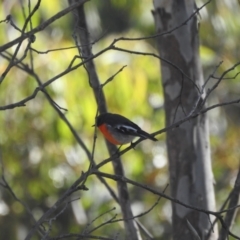 Petroica phoenicea (Flame Robin) at Tinderry, NSW - 11 Apr 2024 by danswell