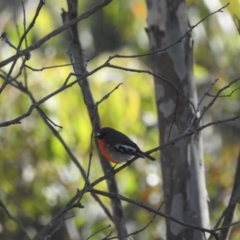 Petroica phoenicea at Mt Holland - 11 Apr 2024