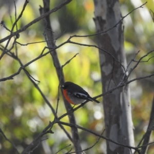 Petroica phoenicea at Mt Holland - 11 Apr 2024