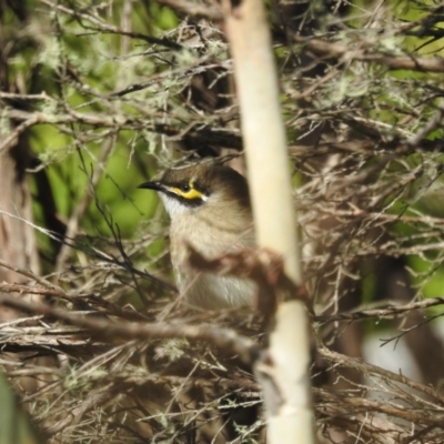 Caligavis chrysops (Yellow-faced Honeyeater) at Mt Holland - 12 Apr 2024 by danswell