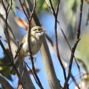 Caligavis chrysops at Mt Holland - 12 Apr 2024