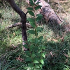 Ligustrum lucidum (Large-leaved Privet) at Mount Majura - 10 Apr 2024 by waltraud