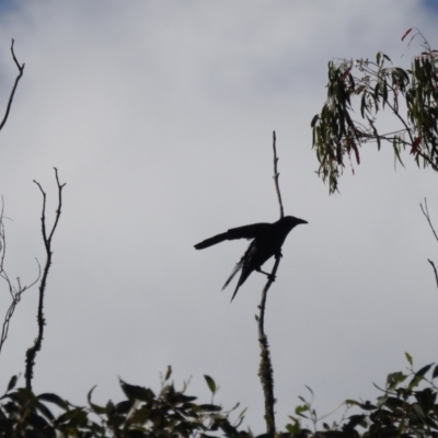 Corvus mellori (Little Raven) at Tinderry, NSW - 12 Apr 2024 by danswell