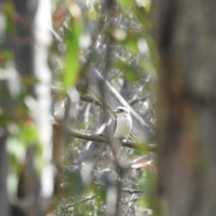 Dacelo novaeguineae (Laughing Kookaburra) at Mt Holland - 12 Apr 2024 by danswell