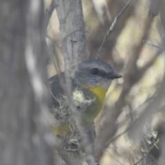 Eopsaltria australis (Eastern Yellow Robin) at Tinderry, NSW - 12 Apr 2024 by danswell