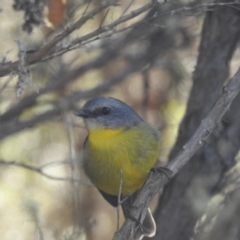 Eopsaltria australis at Mt Holland - 12 Apr 2024