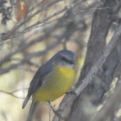 Eopsaltria australis at Mt Holland - 12 Apr 2024 12:58 PM