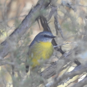 Eopsaltria australis at Mt Holland - 12 Apr 2024