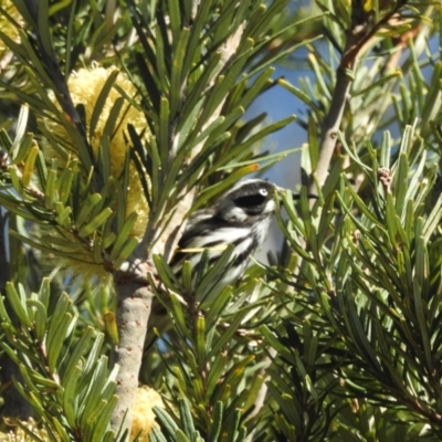 Phylidonyris novaehollandiae (New Holland Honeyeater) at Tinderry, NSW - 12 Apr 2024 by danswell