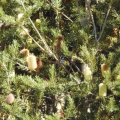 Phylidonyris novaehollandiae at Mt Holland - 12 Apr 2024