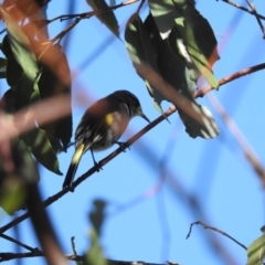 Phylidonyris pyrrhopterus (Crescent Honeyeater) at Mt Holland - 12 Apr 2024 by danswell