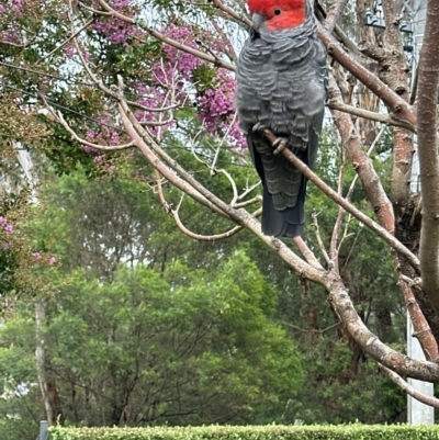 Callocephalon fimbriatum (Gang-gang Cockatoo) at Campbell, ACT - 14 Jan 2024 by ian.brumby