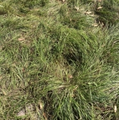 Nassella neesiana (Chilean Needlegrass) at Hackett, ACT - 10 Apr 2024 by waltraud