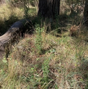 Ligustrum lucidum at Mount Majura - 10 Apr 2024 12:06 PM