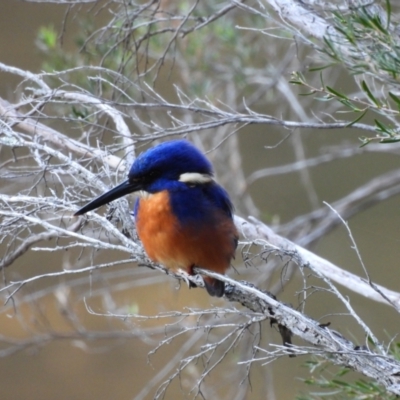 Ceyx azureus (Azure Kingfisher) at Burrinjuck, NSW - 12 Apr 2024 by SonyaDuus