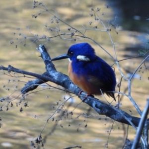 Ceyx azureus at Burrinjuck, NSW - 12 Apr 2024