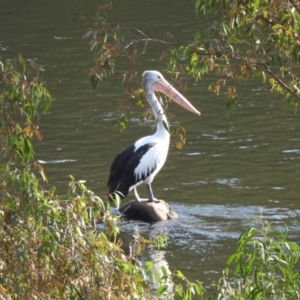 Pelecanus conspicillatus at Burrinjuck, NSW - 12 Apr 2024